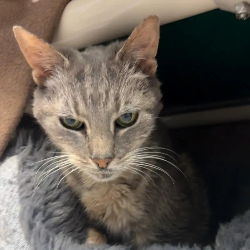 A senior medium-sized female Gray / Blue / Silver Domestic Short Hair cat named Margo for adoption in Charlottesville, VA