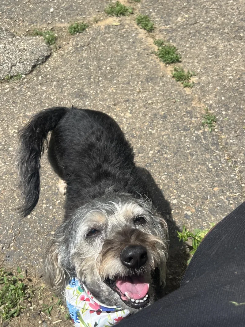 An adult small-sized female Tricolor (Brown, Black, & White) Mixed Breed dog named Molly for adoption in North Canton, OH