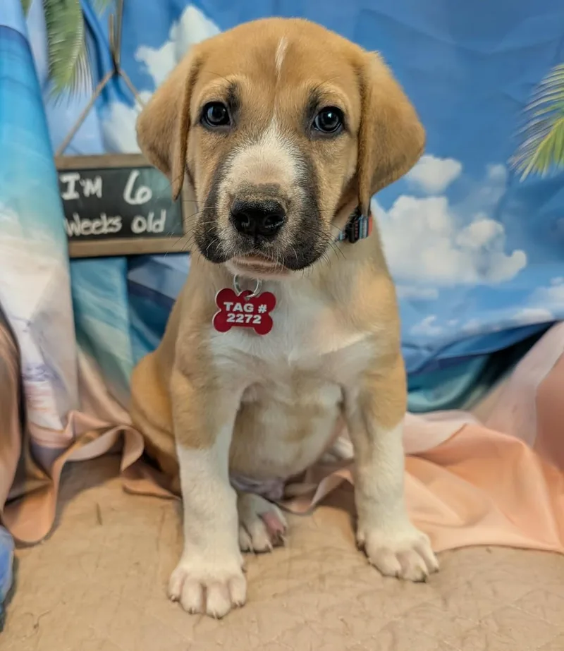 A baby large-sized male Brown / Chocolate Great Pyrenees dog named Quintavius "Q" Burdette for adoption in Kiowa, OK