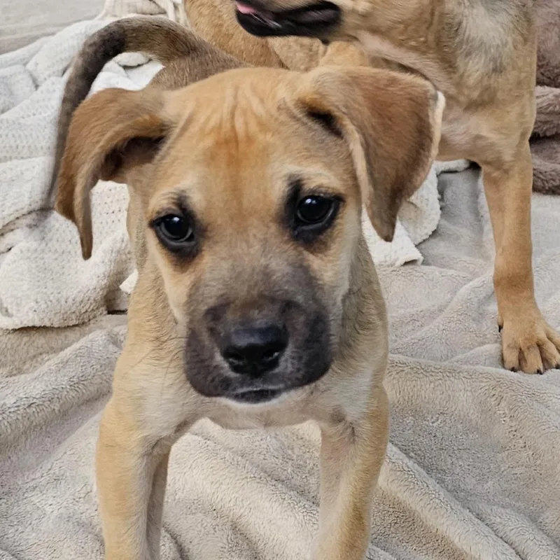 A young small-sized male Brown / Chocolate Pug dog named Preston for adoption in Cleveland, TX