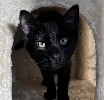 A baby small-sized male Domestic Short Hair cat named Fiocchetti for adoption in Fort Worth, TX