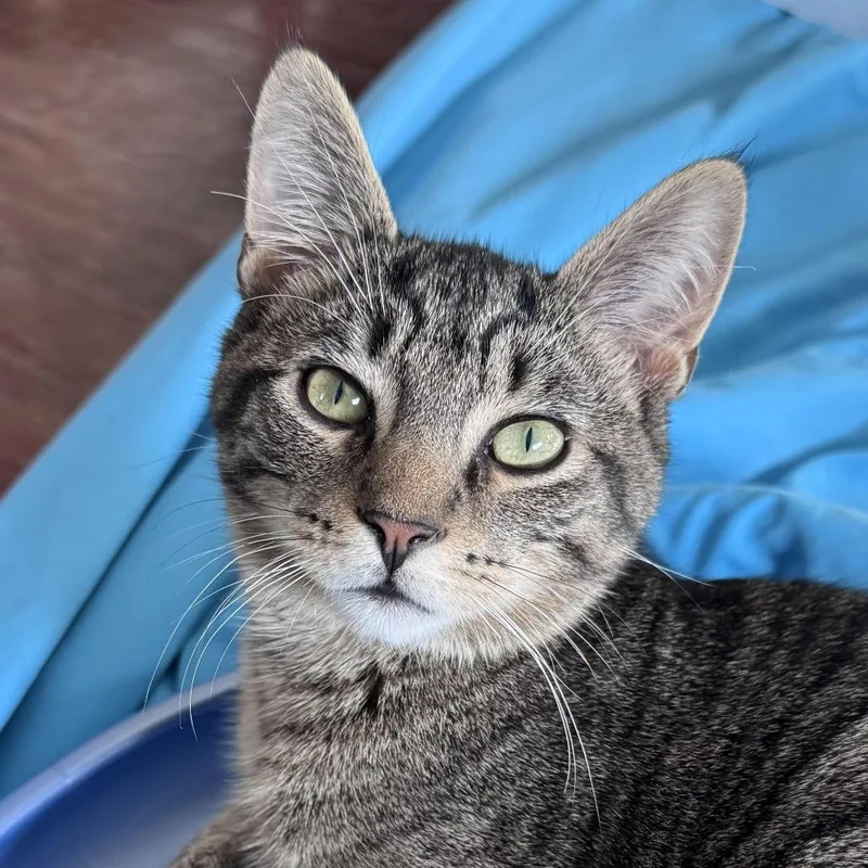 A young medium-sized male Brown / Chocolate Domestic Short Hair cat named Sagittarius for adoption in Chapel Hill, NC