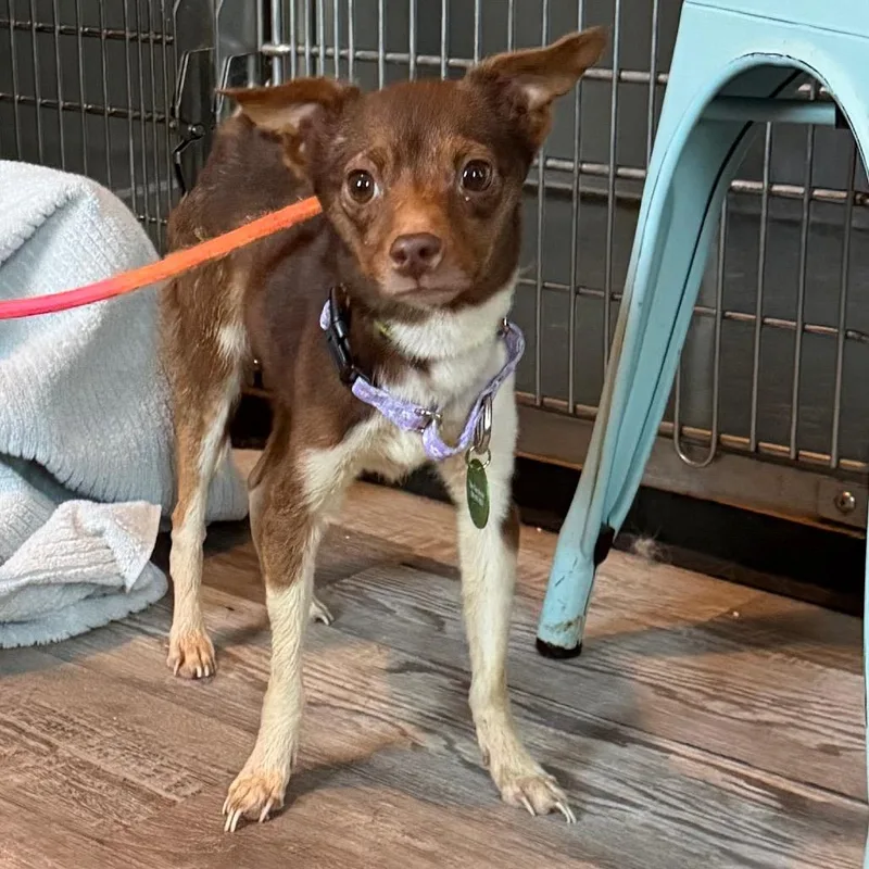 Lavender thumbnail 2