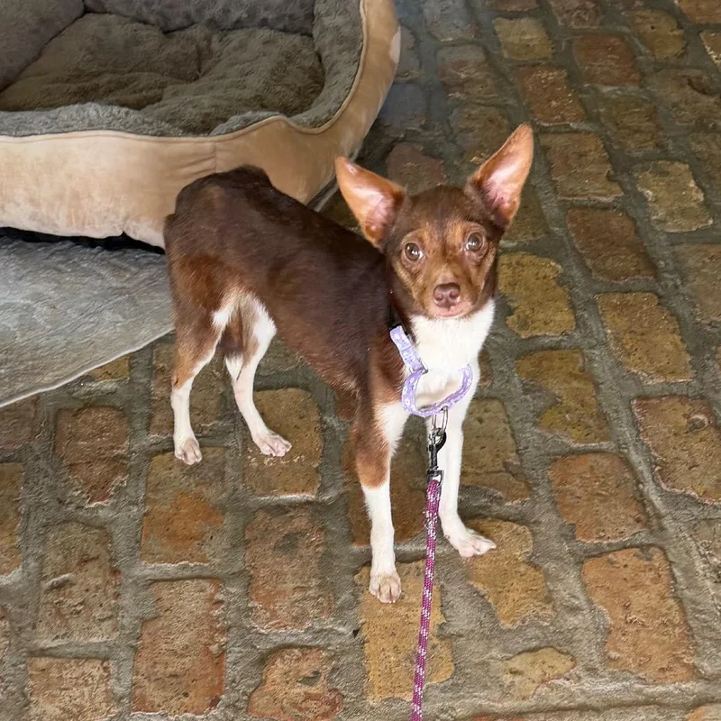 Lavender thumbnail 3