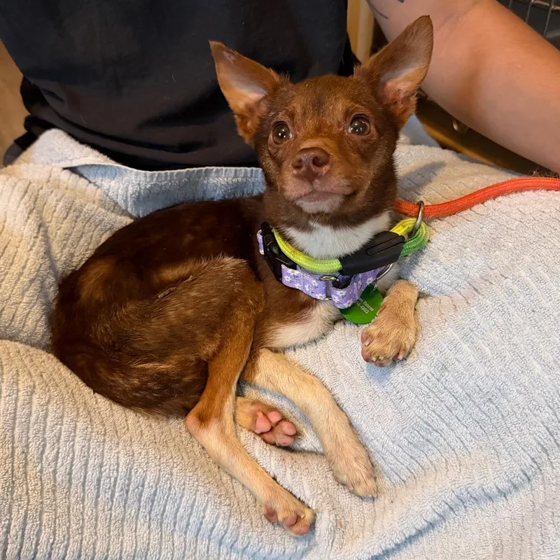 Lavender thumbnail 4