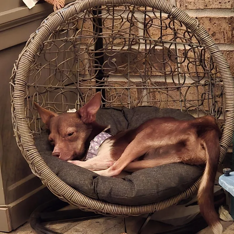 Lavender thumbnail 5