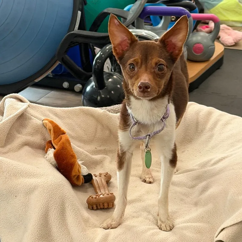 Lavender thumbnail 6