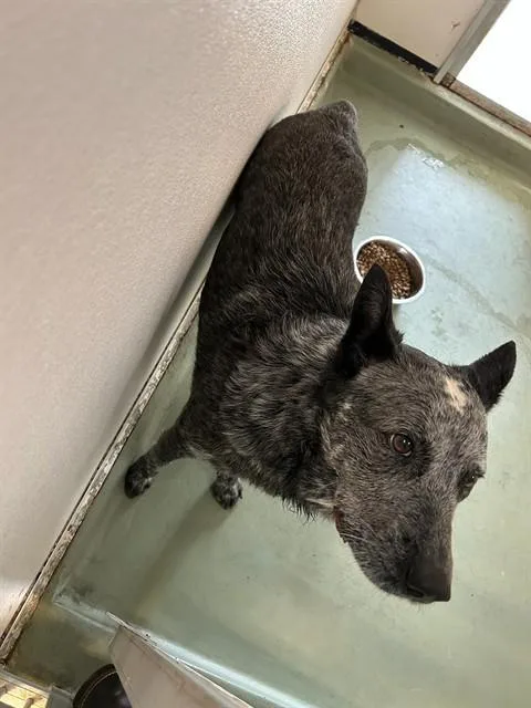 An adult medium-sized male Australian Cattle Dog / Blue Heeler dog named Santos for adoption in Riverside, CA