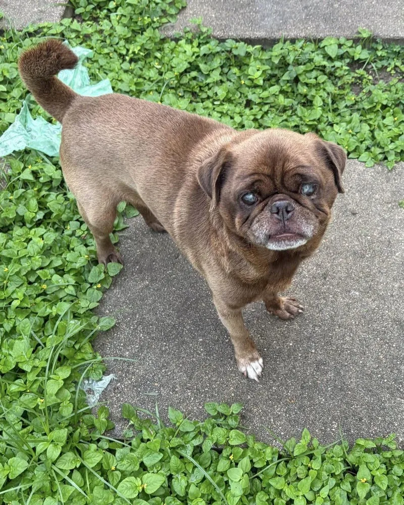An adult small-sized male Pug dog named Nacho for adoption in Monticello, NY