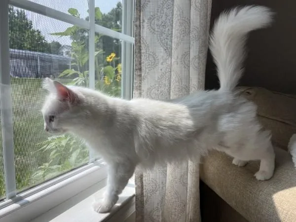 A young medium-sized female White Domestic Long Hair cat named Bianca for adoption in Lewisburg, PA