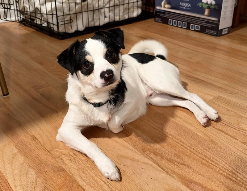 A young small-sized male Mixed Breed dog named Sid for adoption in Seattle, WA