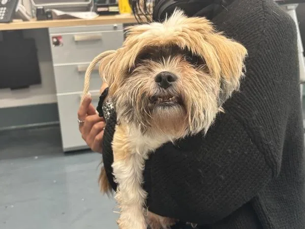 A senior small-sized female Mixed Breed dog named Lillistar for adoption in Ridgewood, NY