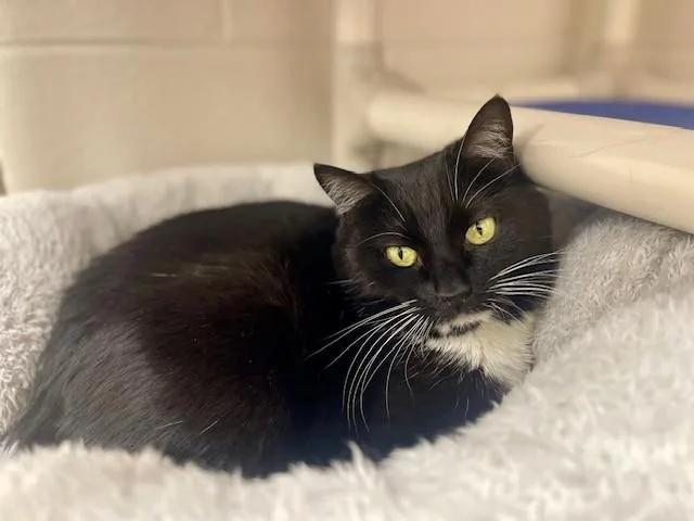 An adult large-sized female Domestic Short Hair cat named Wynonna for adoption in Naples, FL