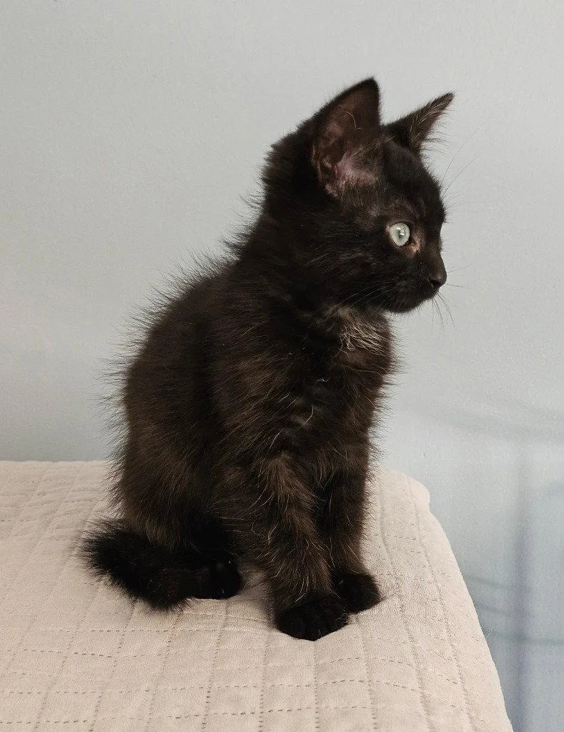 A baby small-sized female Black Domestic Short Hair cat named Izzy for adoption in Lovingston, VA