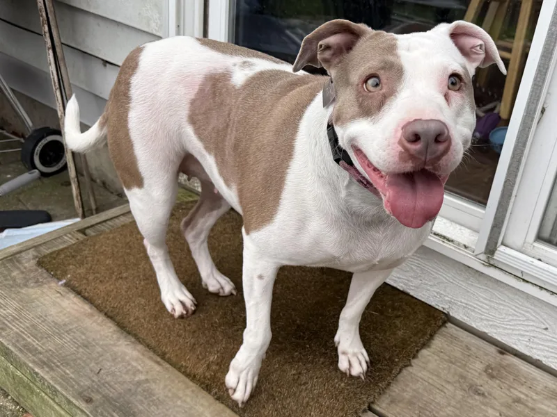 An adult large-sized female American Bulldog dog named Patty for adoption in Aurora, IL