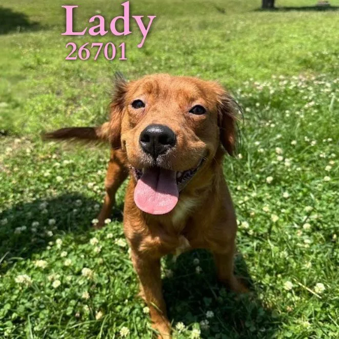 Lady