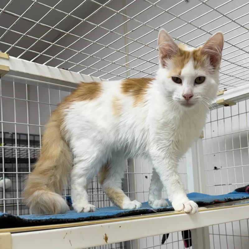 A young medium-sized female Domestic Long Hair cat named Buffy for adoption in Senatobia, MS