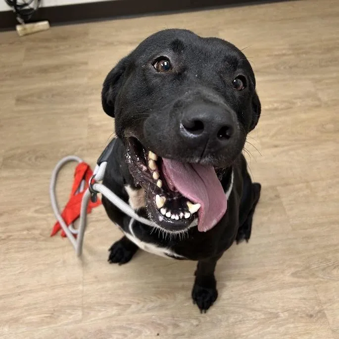 Ravioli "lox" thumbnail 2