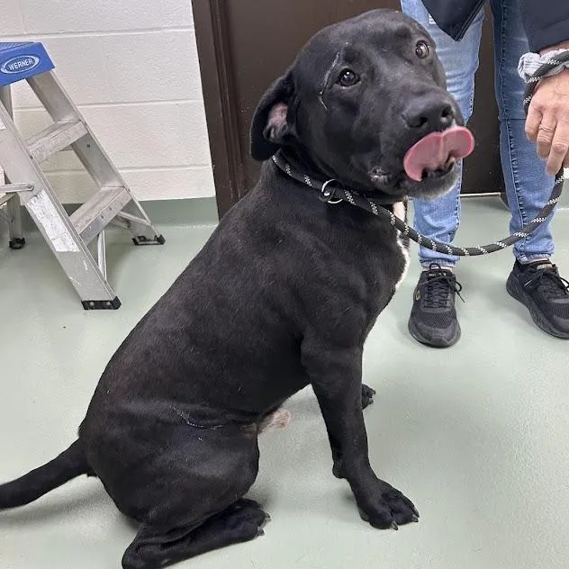 Ravioli "lox" thumbnail 3