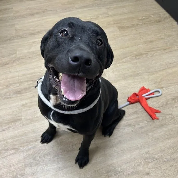 Ravioli "lox" thumbnail 4