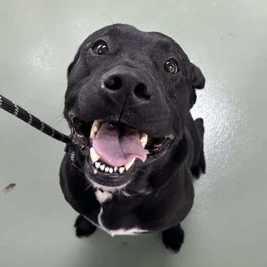 Ravioli "lox" thumbnail 5