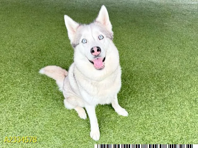 A young large-sized female Mixed Breed dog named Jackie for adoption in West Palm Beach, FL