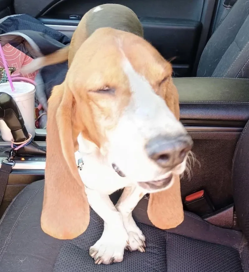 An adult medium-sized male Red / Chestnut / Orange Basset Hound dog named Rowdy for adoption in Amarillo, TX