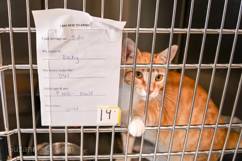 A baby small-sized male Domestic Short Hair cat named Rocky for adoption in New Orleans, LA
