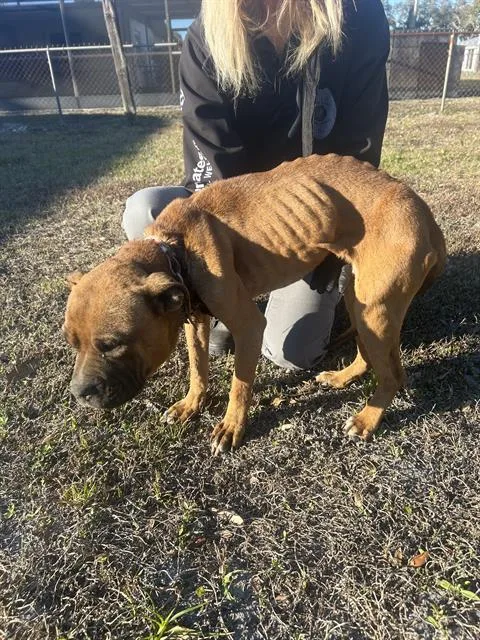 A young small-sized male Mixed Breed dog named Johnson for adoption in Palmetto, FL
