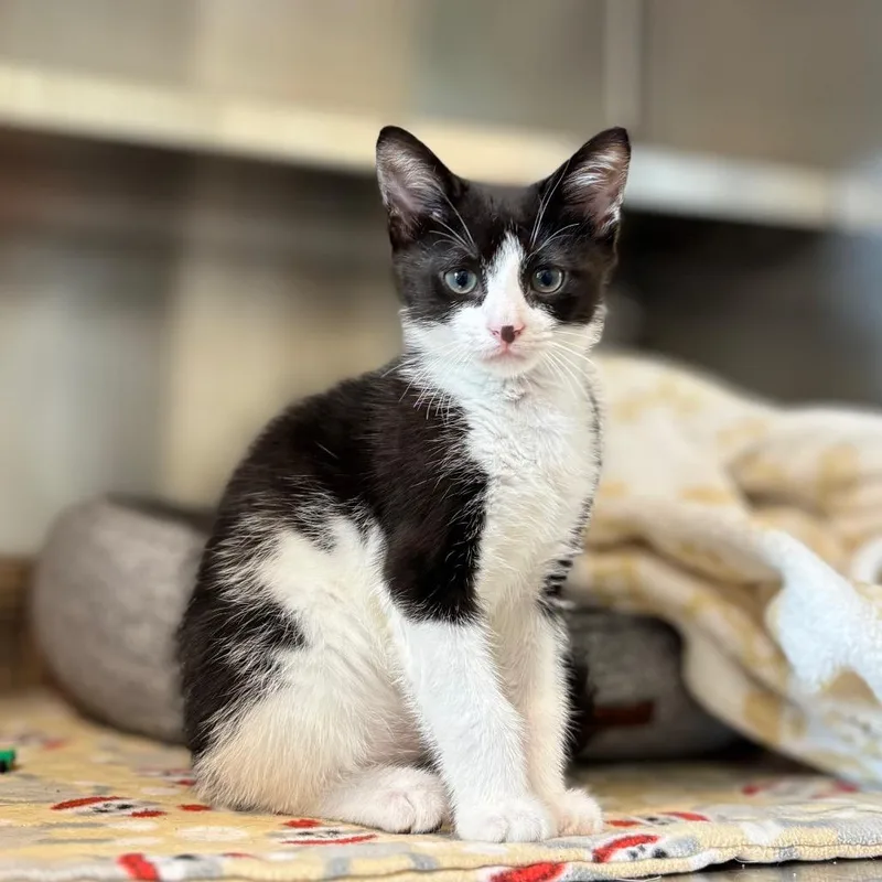A baby small-sized male Black Domestic Short Hair cat named Walter for adoption in Nashville, IN