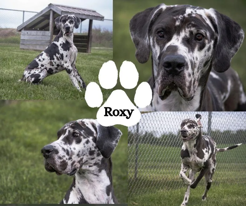An adult extra large-sized female Harlequin Great Dane dog named Roxy for adoption in Albany, NY