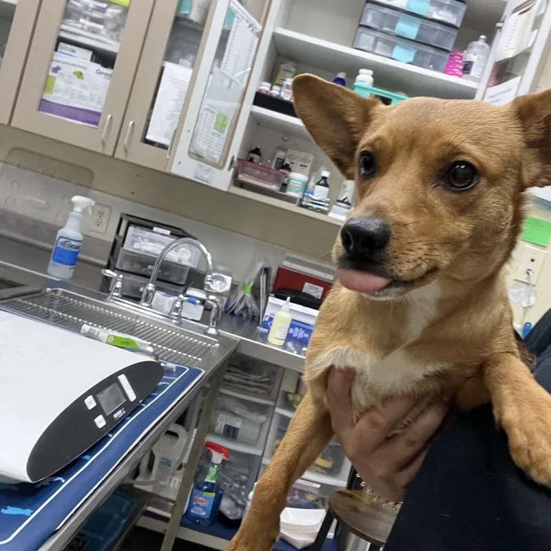 A young small-sized male Brown / Chocolate Terrier dog named Robert for adoption in Galveston, TX