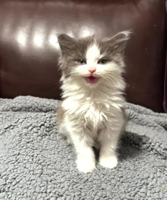 A young medium-sized female Gray / Blue / Silver Domestic Short Hair cat named Dolly for adoption in North Babylon, NY