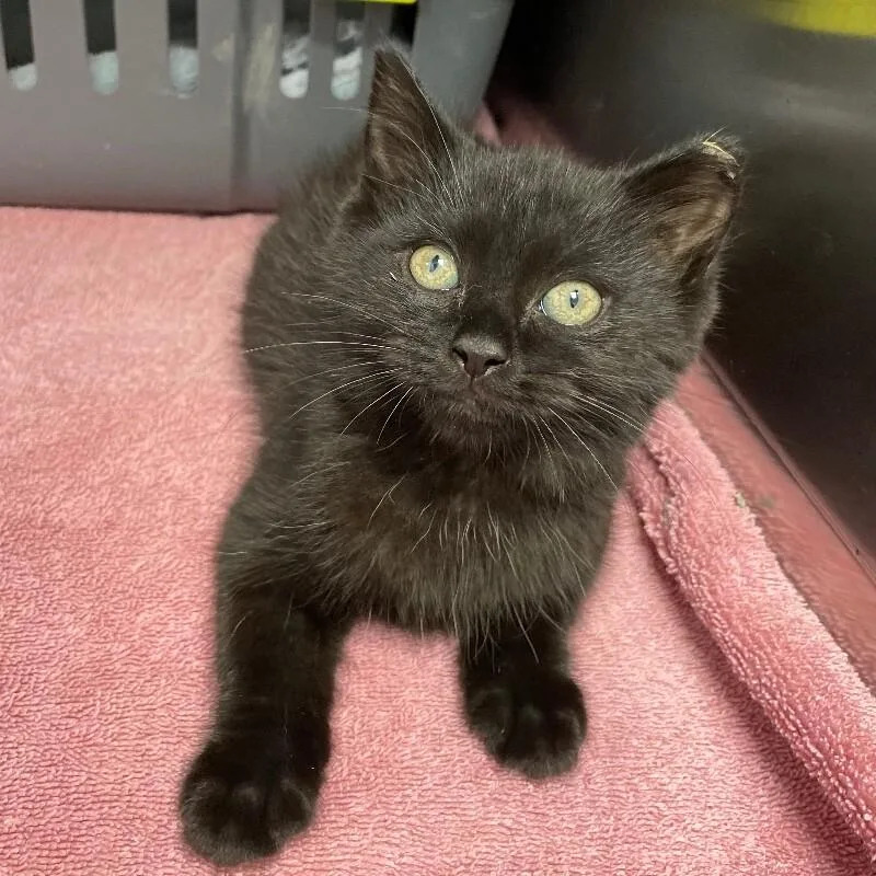 A baby medium-sized male Domestic Short Hair cat named Baby Ruth for adoption in Roanoke, VA