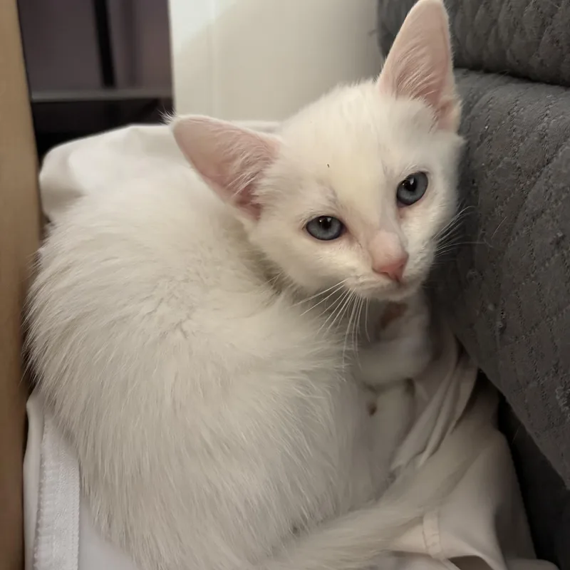 A baby medium-sized male White Domestic Long Hair cat named Ref and Icy for adoption in Renton , WA