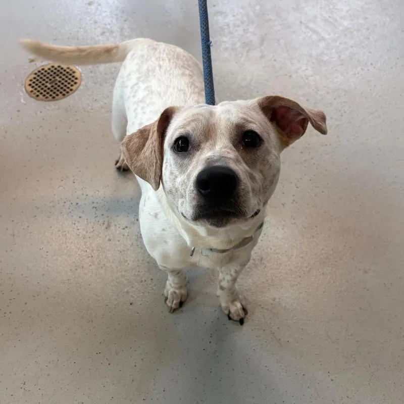 Budapest Stray Hold thumbnail 2