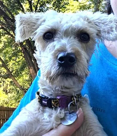 A young small-sized female Miniature Poodle dog named Lola for adoption in Irmo, SC