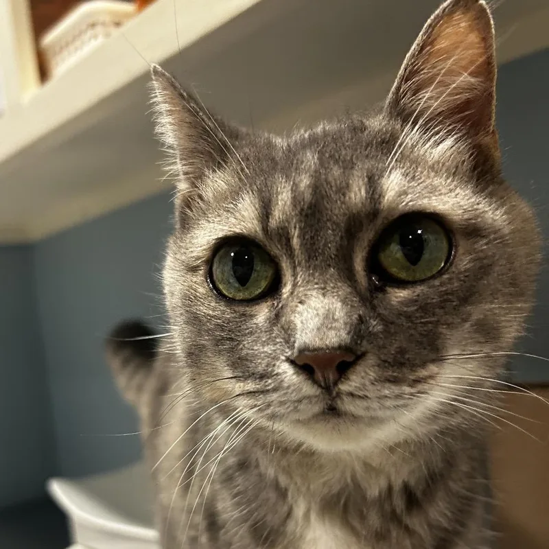 A senior medium-sized female Gray / Blue / Silver Domestic Short Hair cat named Marvels for adoption in Chattanooga, TN