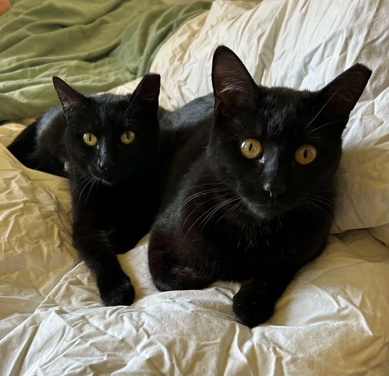 An adult medium-sized female Black Domestic Short Hair cat named Greta & Garbo for adoption in College Park, MD