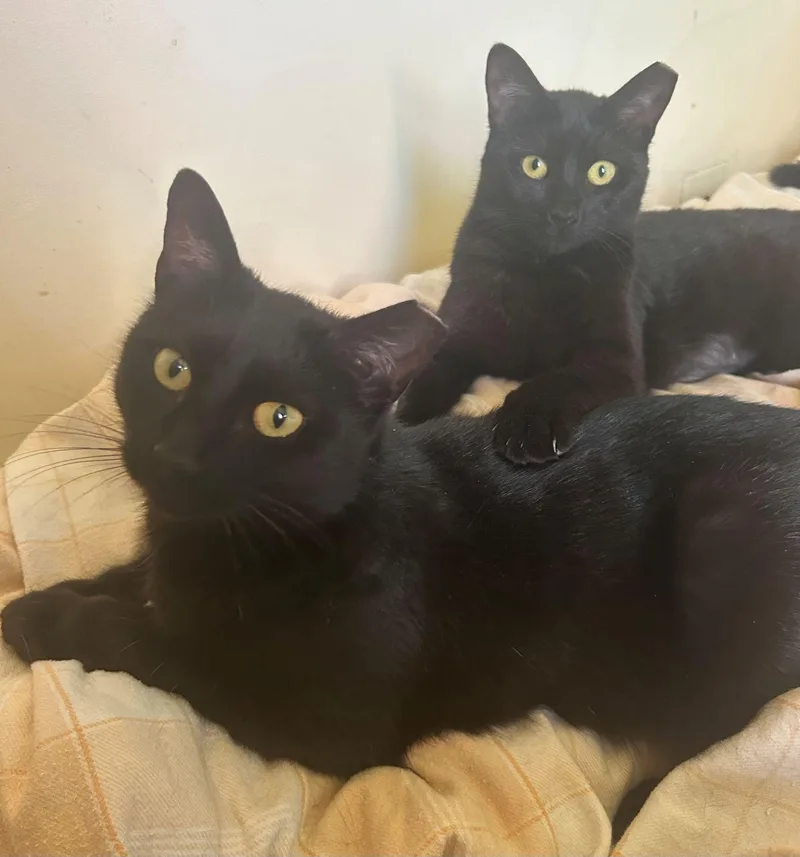 Greta & Garbo thumbnail 2