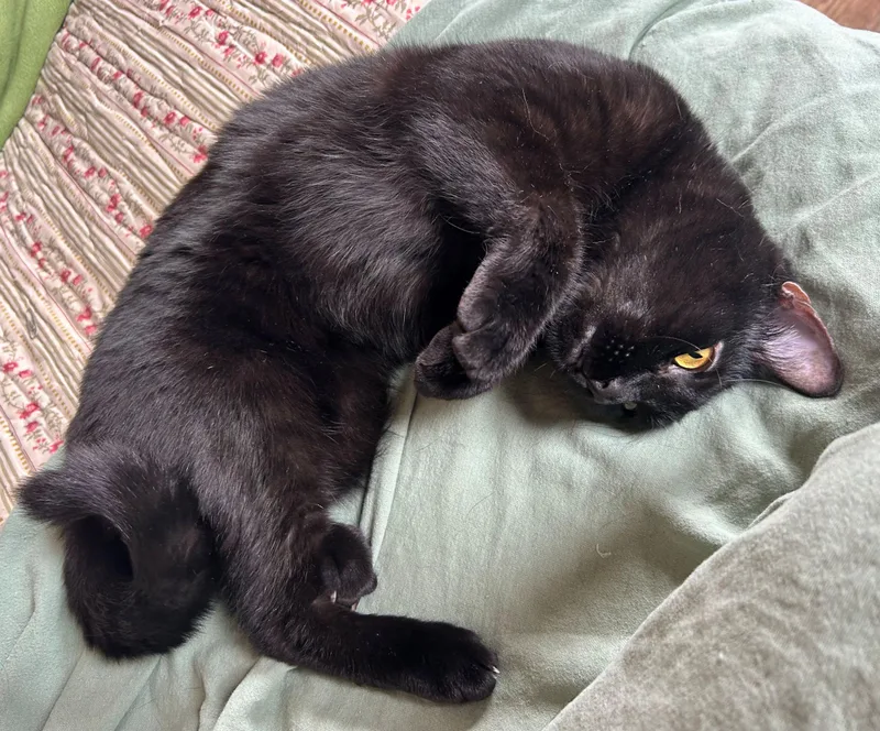 Greta & Garbo thumbnail 4