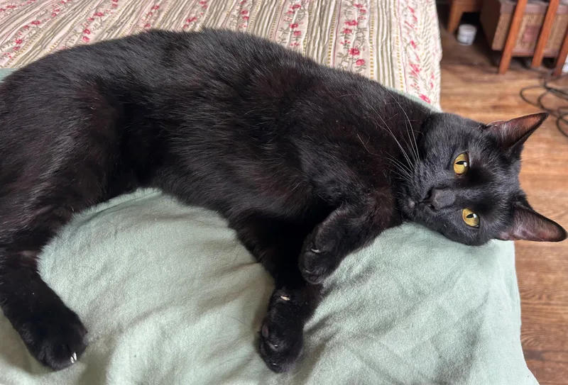 Greta & Garbo thumbnail 5