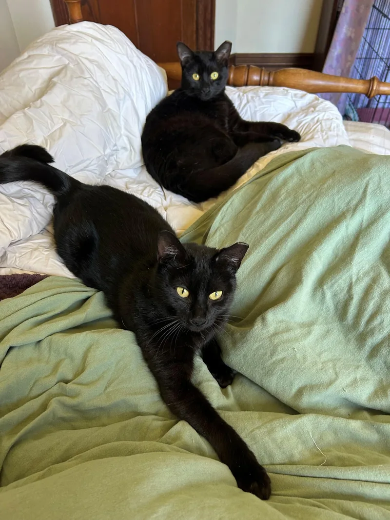 Greta & Garbo thumbnail 6