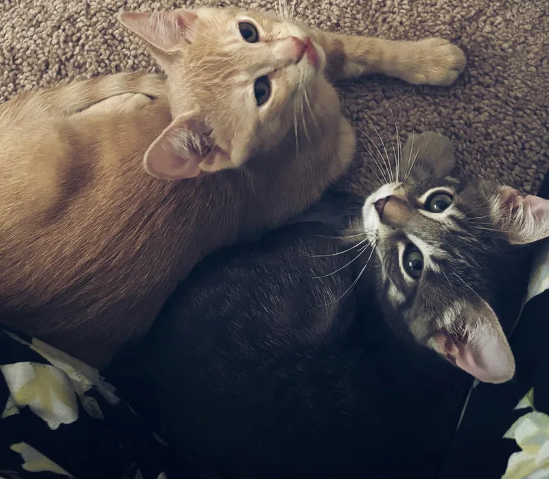 A baby small-sized male Buff / Tan / Fawn Domestic Short Hair cat named Owen for adoption in San Jose, CA