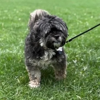 A senior small-sized male Black Shih Tzu dog named Bailey for adoption in Cooperstown, NY
