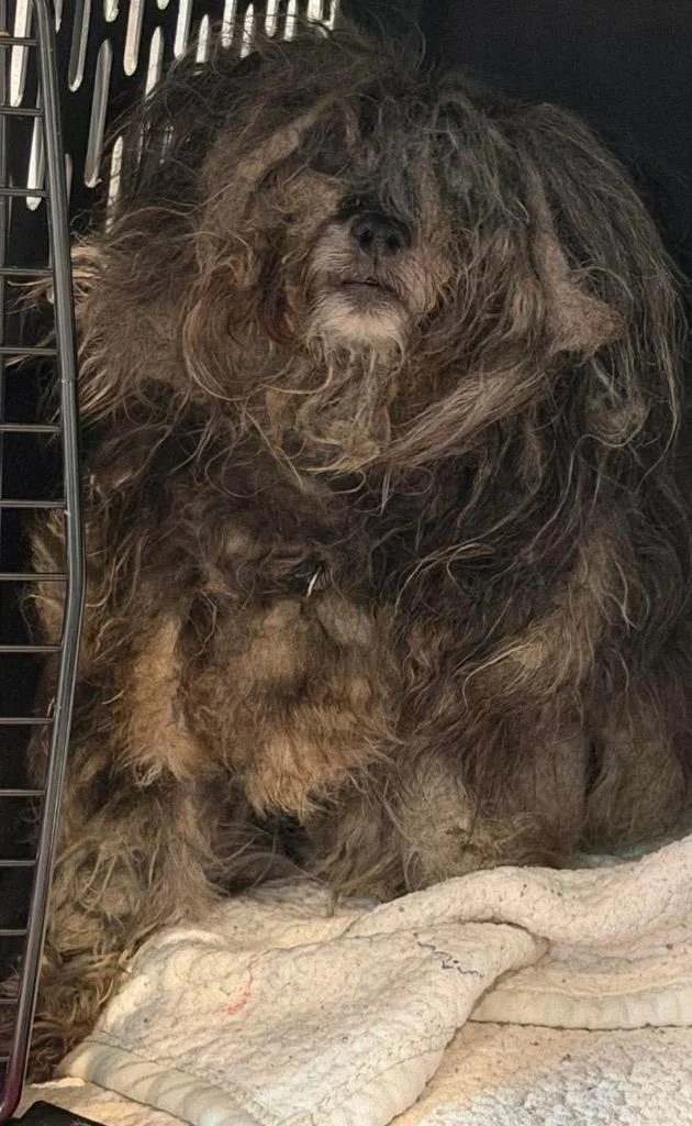 An adult medium-sized female Lhasa Apso dog named Tinkerbell for adoption in Ashland, WI