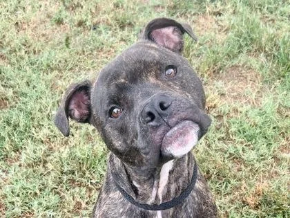 An adult large-sized male Brindle Mixed Breed dog named Gibby for adoption in Georgetown, TX