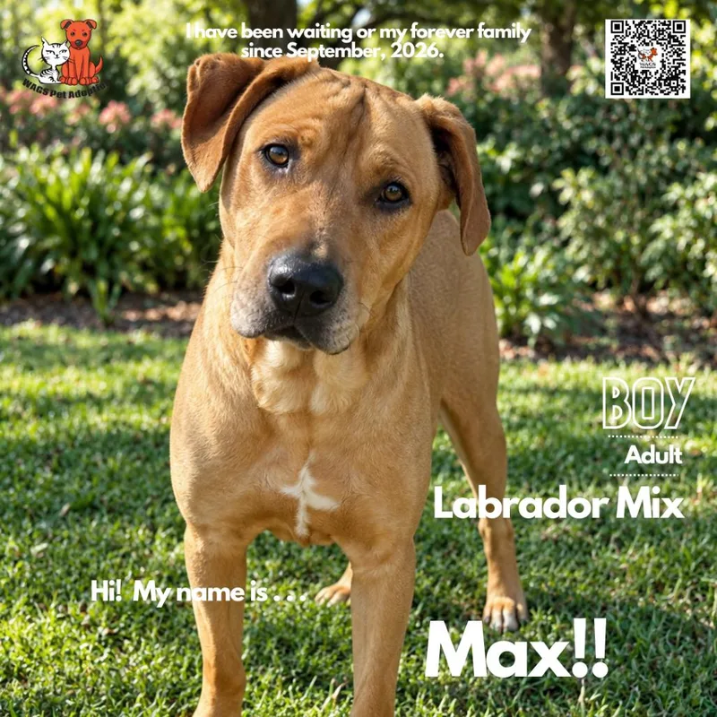 An adult large-sized male Yellow Labrador Retriever dog named Max for adoption in Westminster, CA