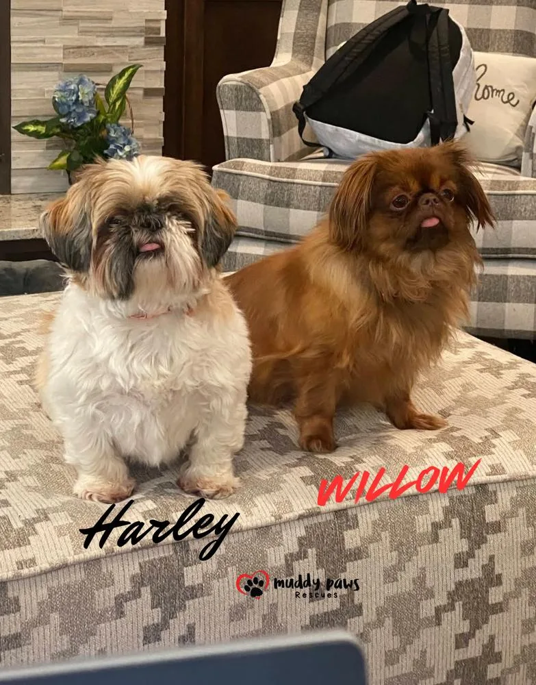 Harley thumbnail 2