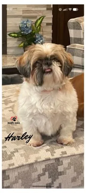 Harley thumbnail 3